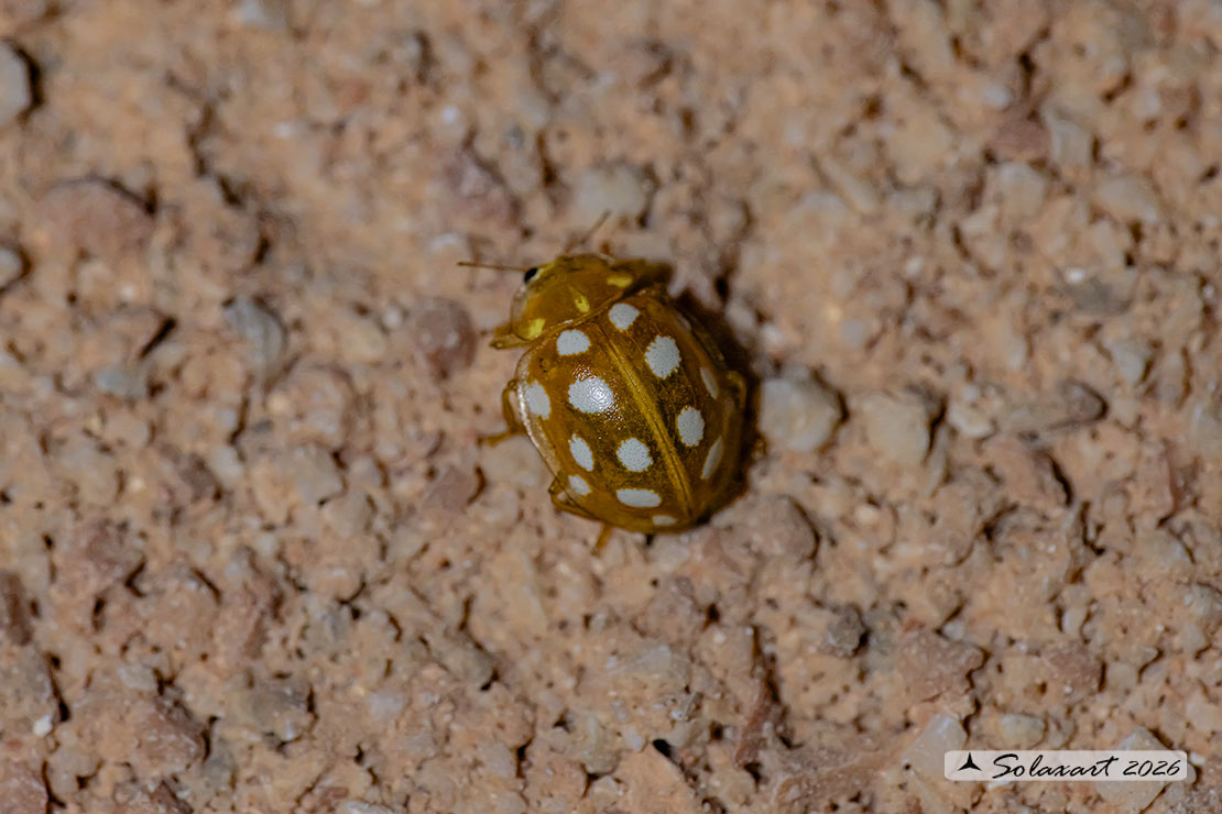 Halyzia sedecimguttata - Coccinella - Orange ladybird